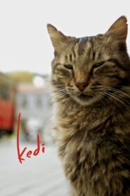 Kedi – sekretne życie kotów