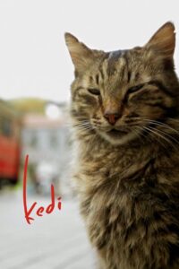 Kedi – sekretne życie kotów